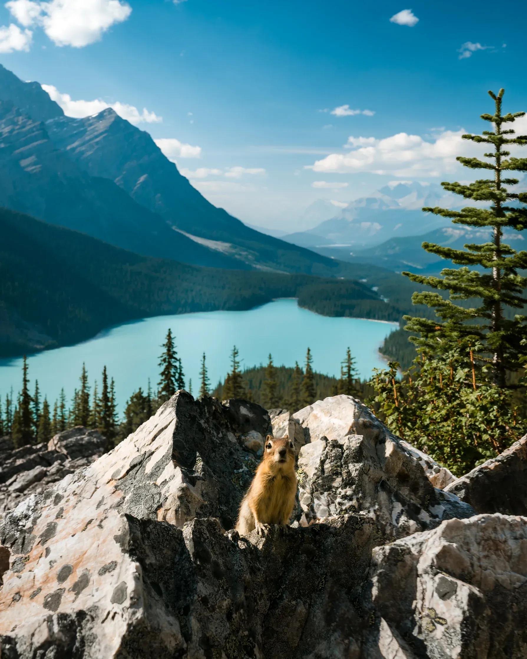 A curious Ground Squirrel