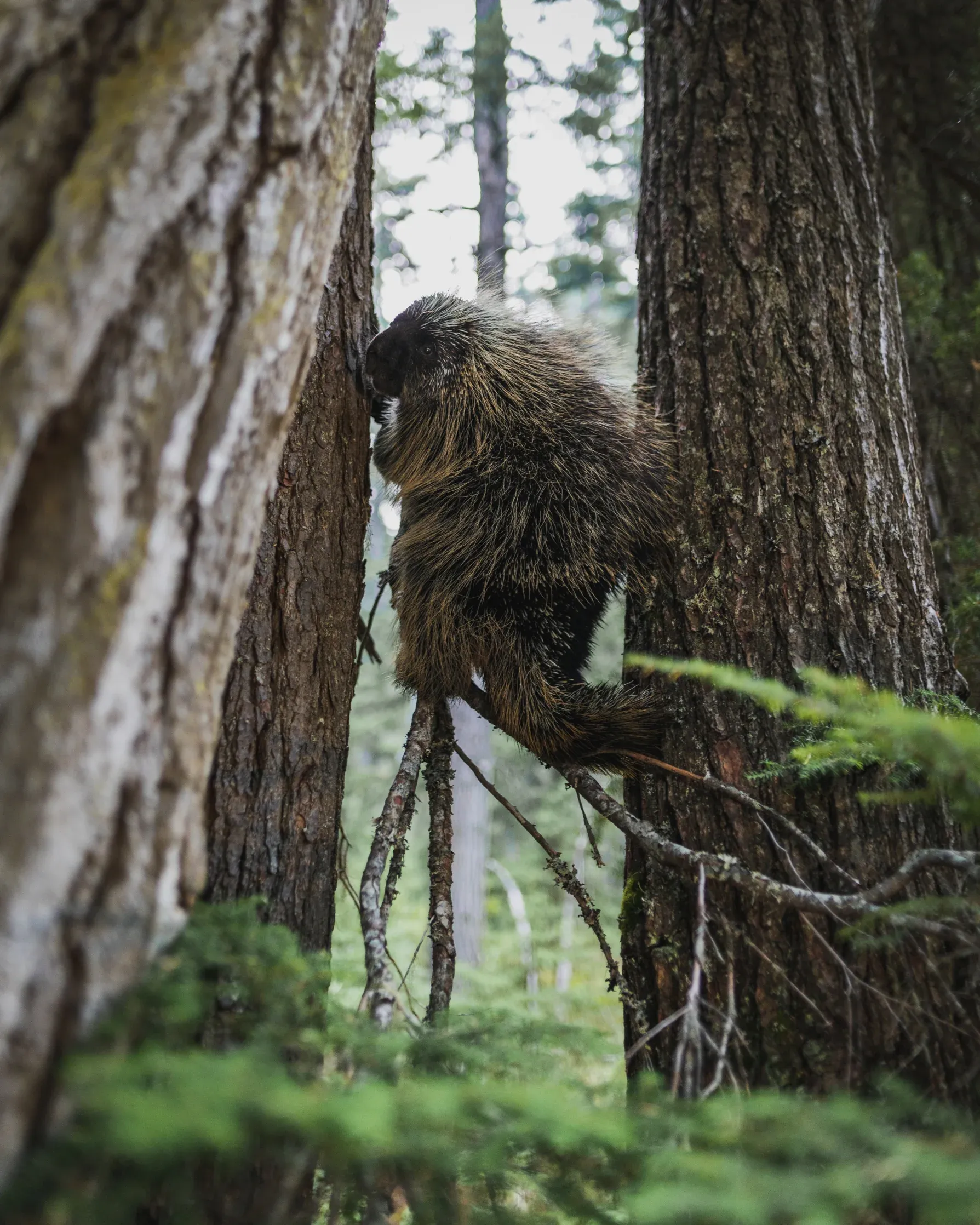 A Porcupine climbing to safety in a tree