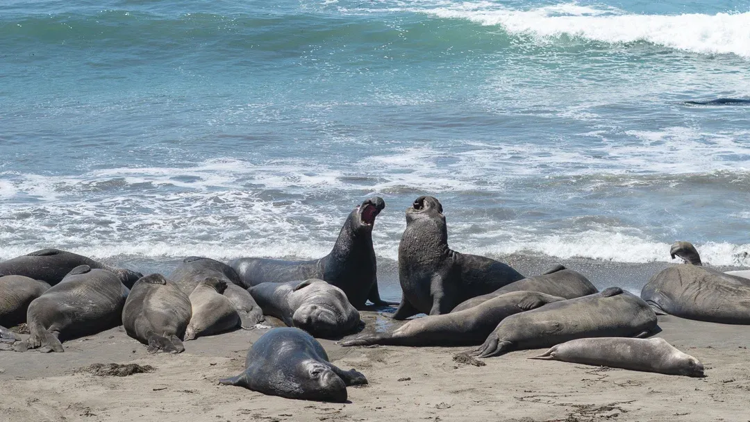 California 2019 photo