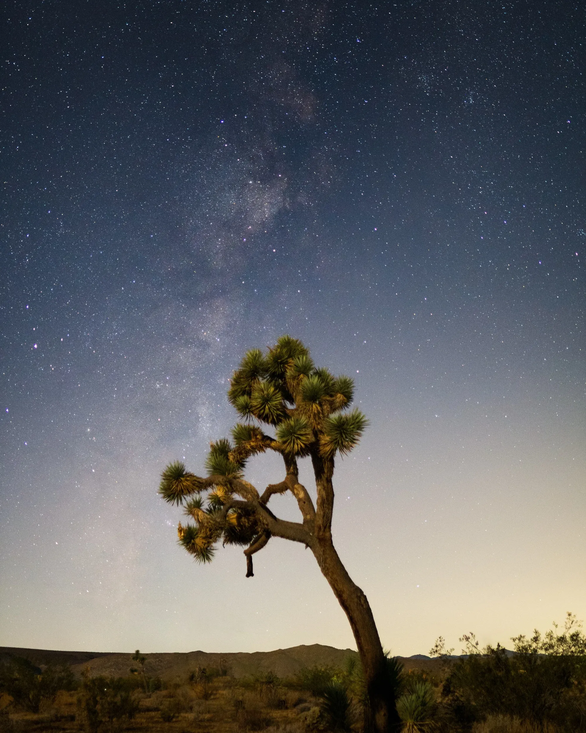 Joshua tree silhouette in pastel evening sky.